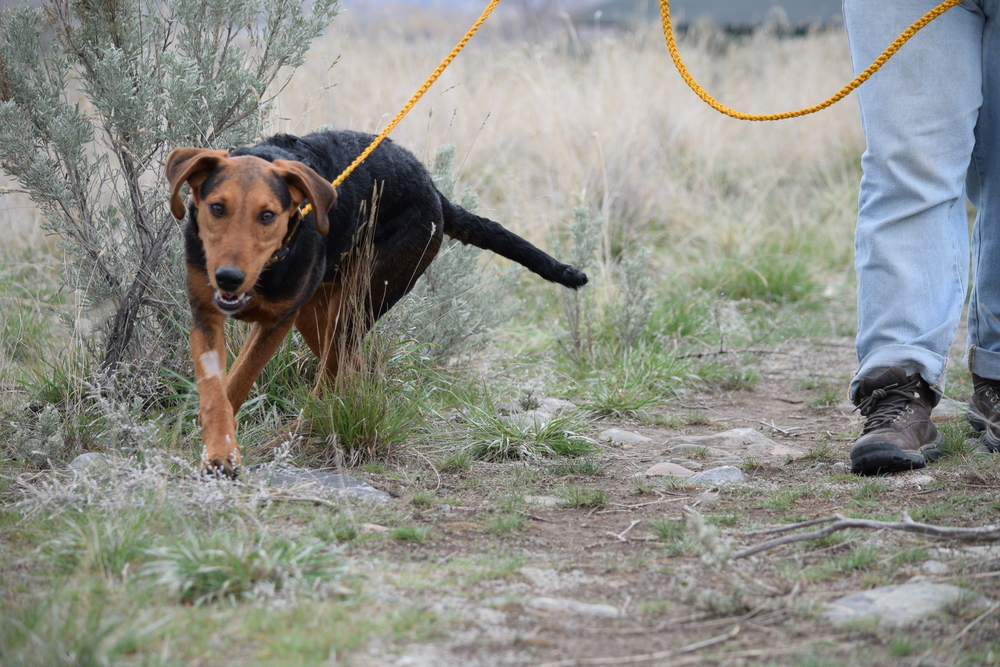 Hank, an adoptable Airedale Terrier, Plott Hound in Salmon, ID, 83467 | Photo Image 5