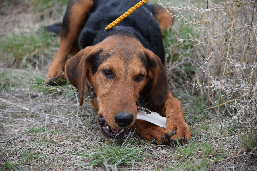 Hank, an adoptable Airedale Terrier, Plott Hound in Salmon, ID, 83467 | Photo Image 6