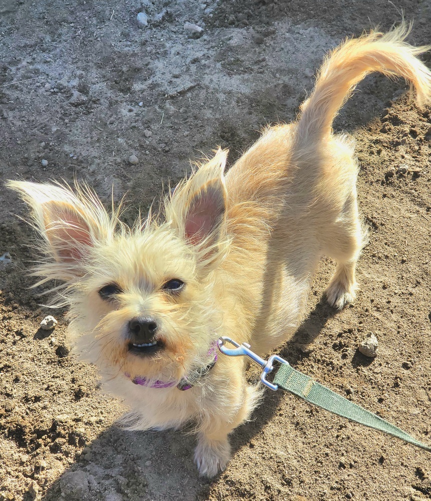 Opal, an adoptable Yorkshire Terrier, Chihuahua in Bend, OR, 97701 | Photo Image 3