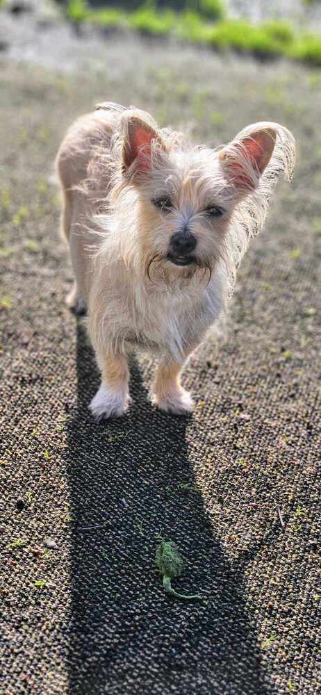 Opal, an adoptable Yorkshire Terrier, Chihuahua in Bend, OR, 97701 | Photo Image 5