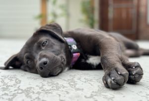 Winnie Black Labrador Retriever Dog