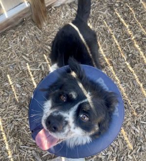 Arlo Australian Shepherd Dog