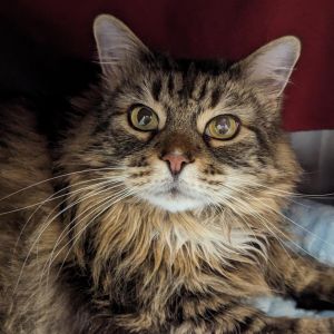 Belle, Young Female Domestic Long Hair