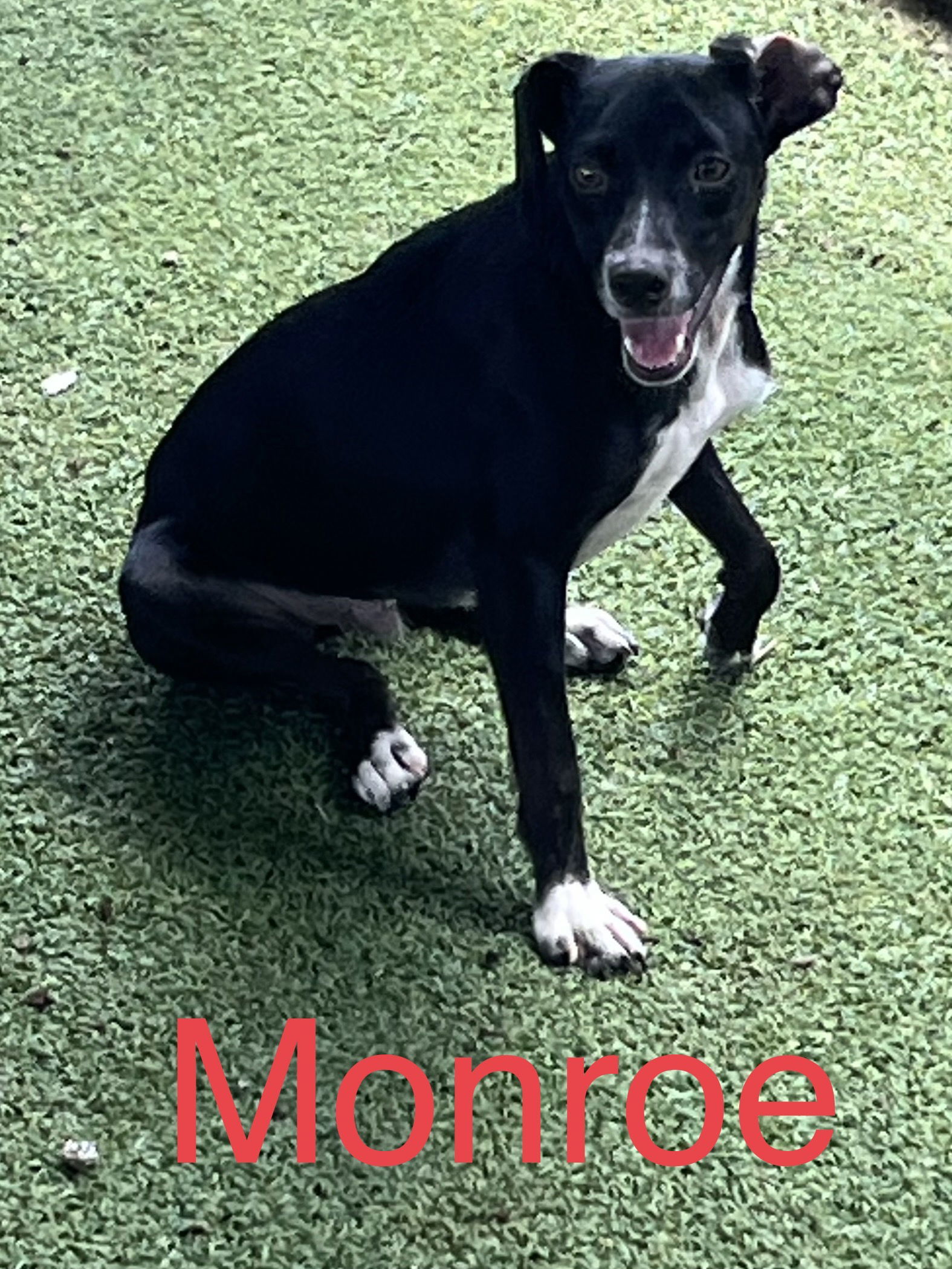 Monroe