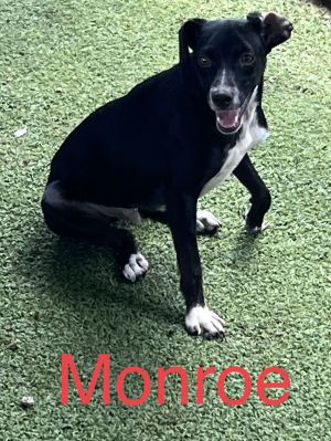 Monroe, Adult Male unknown