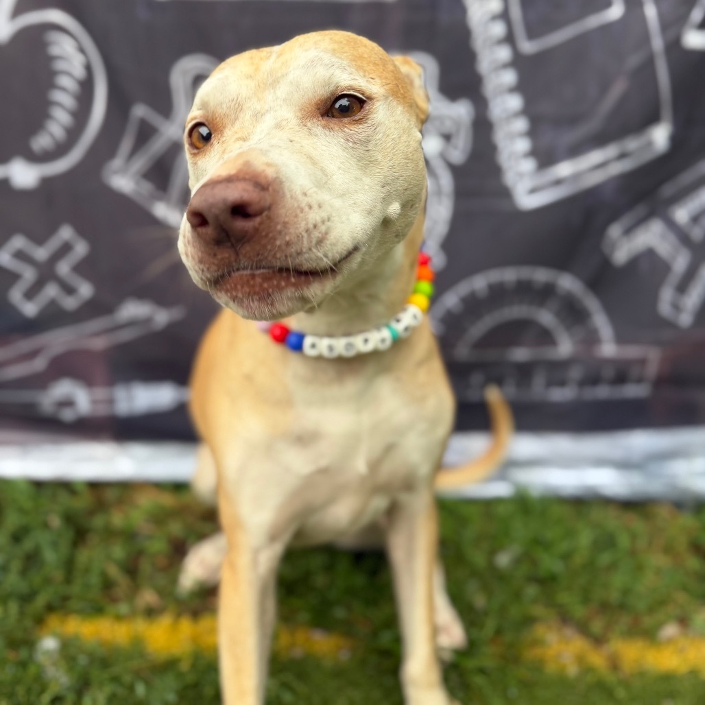 Eclipse, an adoptable Labrador Retriever, Mixed Breed in Spring Hill, KS, 66083 | Photo Image 1