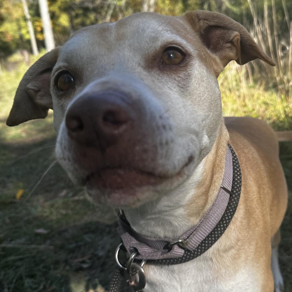 Eclipse, an adoptable Labrador Retriever, Mixed Breed in Spring Hill, KS, 66083 | Photo Image 2