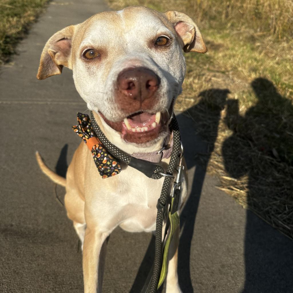 Eclipse, an adoptable Labrador Retriever, Mixed Breed in Spring Hill, KS, 66083 | Photo Image 2