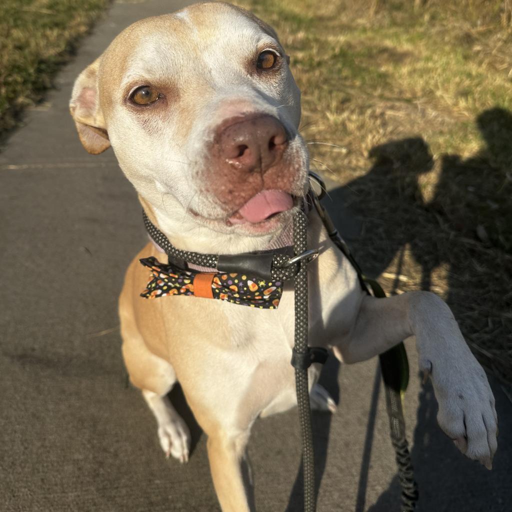 Eclipse, an adoptable Labrador Retriever, Mixed Breed in Spring Hill, KS, 66083 | Photo Image 3
