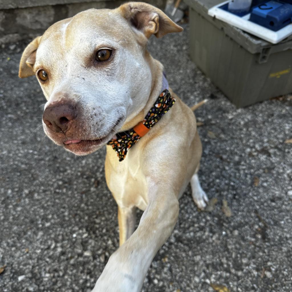 Eclipse, an adoptable Labrador Retriever, Mixed Breed in Spring Hill, KS, 66083 | Photo Image 4