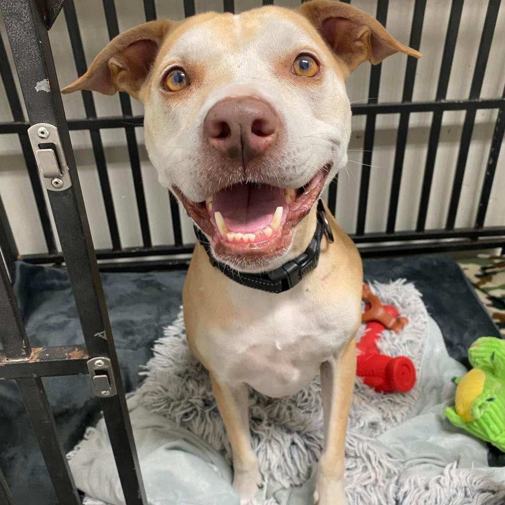 Eclipse, an adoptable Labrador Retriever, Mixed Breed in Spring Hill, KS, 66083 | Photo Image 6