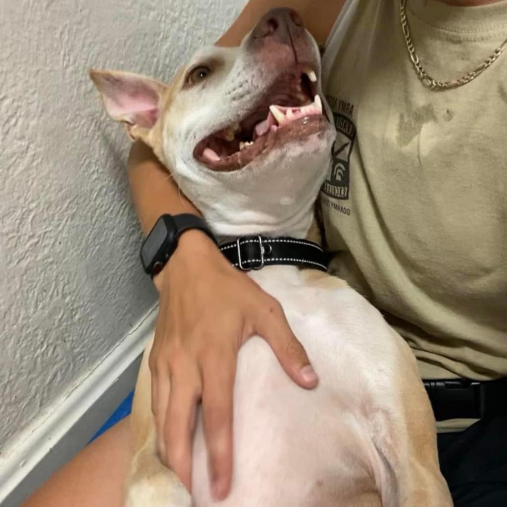 Eclipse, an adoptable Labrador Retriever, Mixed Breed in Spring Hill, KS, 66083 | Photo Image 6