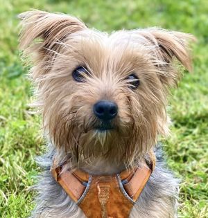 Snickers Yorkshire Terrier Dog