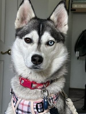 This beautiful kind sweet and gentle petit husky was rescued from a homeless encampment She was 