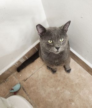 Meet Dodger the Russian Blue with a royal demeanor and a heart full of love This charming feline i