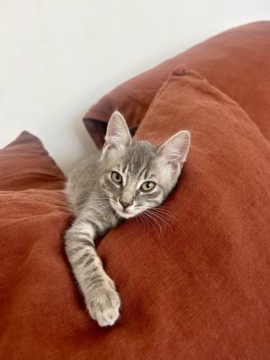 Hoppy-Bonded W Fred Domestic Short Hair Cat