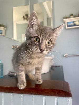 Dyno-Bonded W Sammie Domestic Short Hair Cat