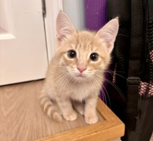 Fred-Bonded W Hoppy Domestic Short Hair Cat