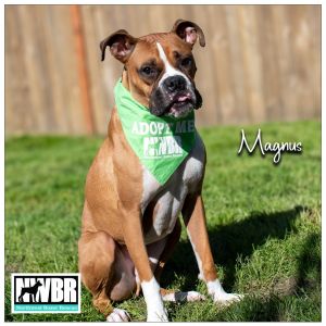 Magnus 3 YO 63 Pounds Kid  Dog Friedly Crate  Leash Trained Fostered in Orting WA Hi Im Magnus