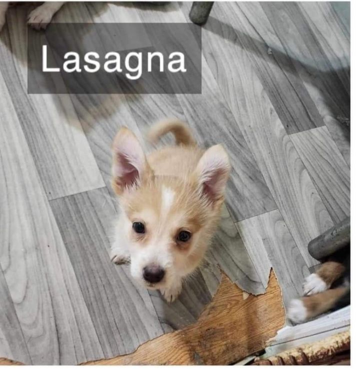 Lasagna 3