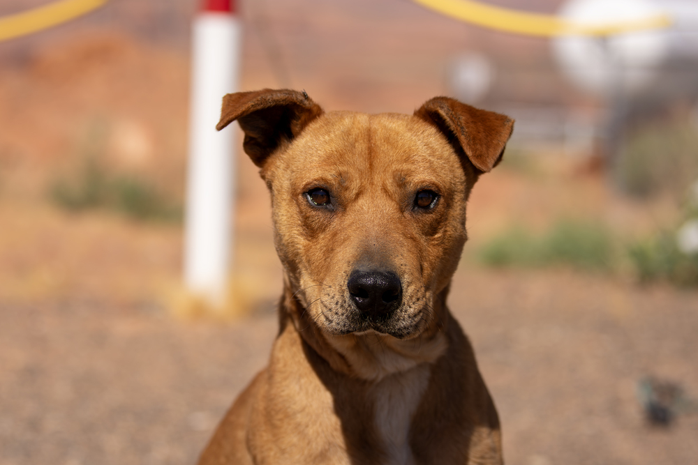 Gator, an adoptable Pit Bull Terrier in Page, AZ, 86040 | Photo Image 1