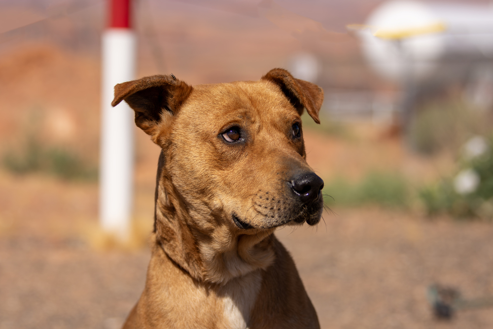 Gator, an adoptable Pit Bull Terrier in Page, AZ, 86040 | Photo Image 2