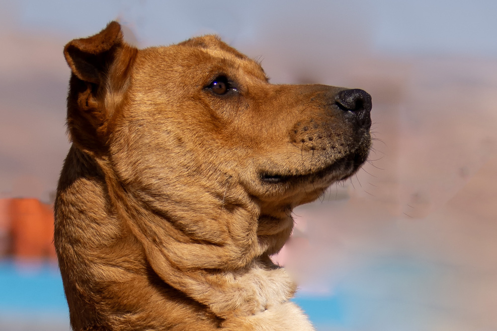 Gator, an adoptable Pit Bull Terrier in Page, AZ, 86040 | Photo Image 3