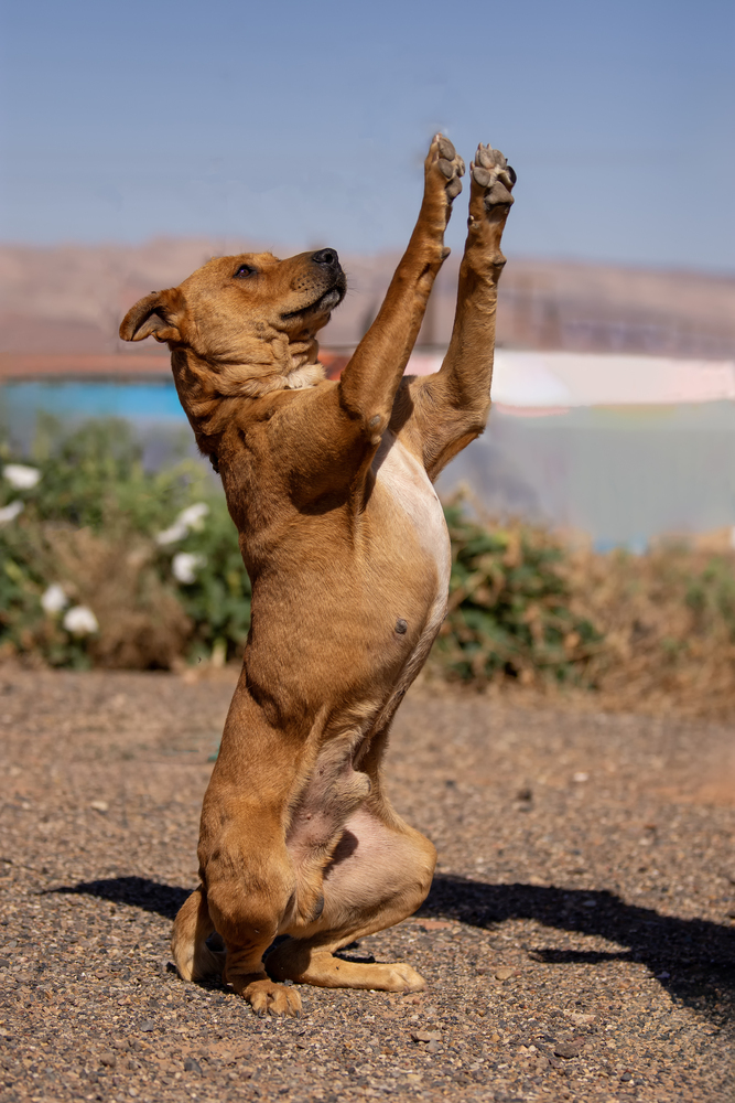 Gator, an adoptable Pit Bull Terrier in Page, AZ, 86040 | Photo Image 4