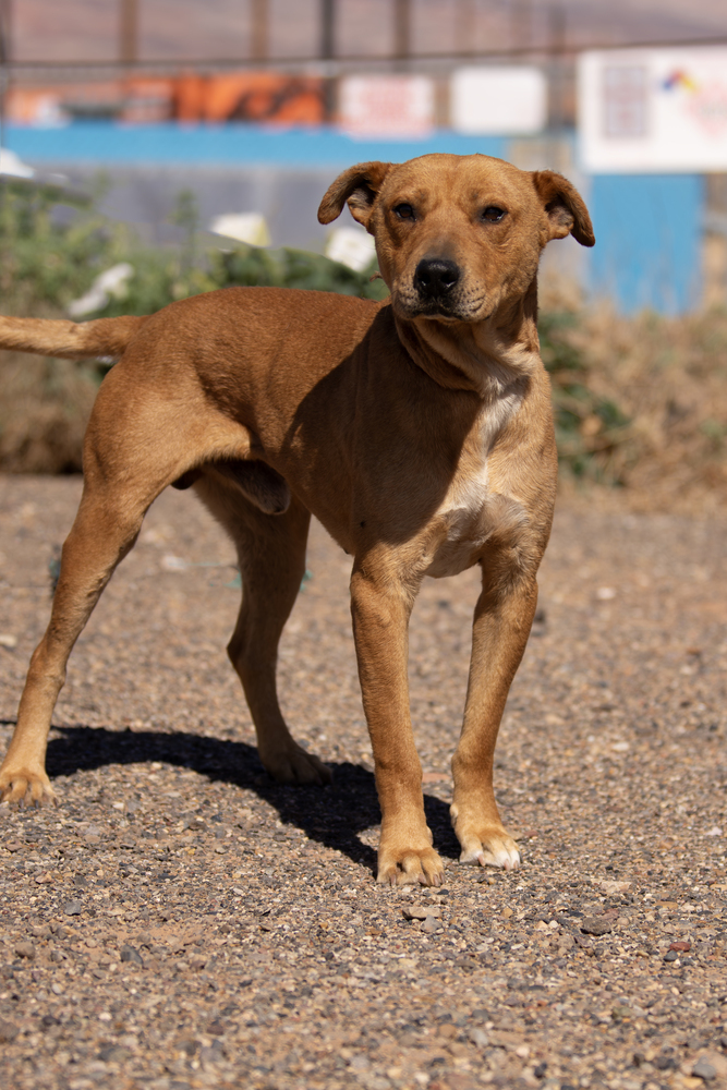 Gator, an adoptable Pit Bull Terrier in Page, AZ, 86040 | Photo Image 5