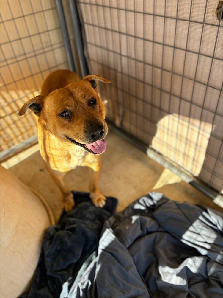 Gator, an adoptable Pit Bull Terrier in Page, AZ, 86040 | Photo Image 6