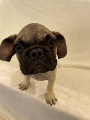 Introducing Tapatio the adorable 3-month-old Frug French BulldogPug mix with a heart of gold Ta