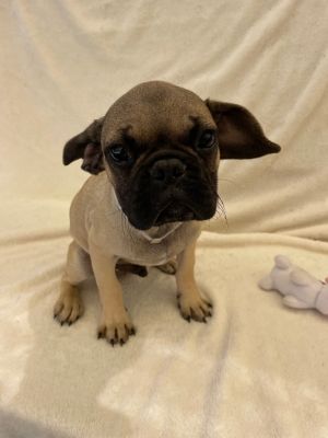 Introducing Tabasco Tabasco is an adorable 3-month-old Frug FrenchiePug mix He found himself in