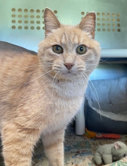 Angelo, an adoptable Domestic Short Hair in Ladysmith, WI, 54848 | Photo Image 1