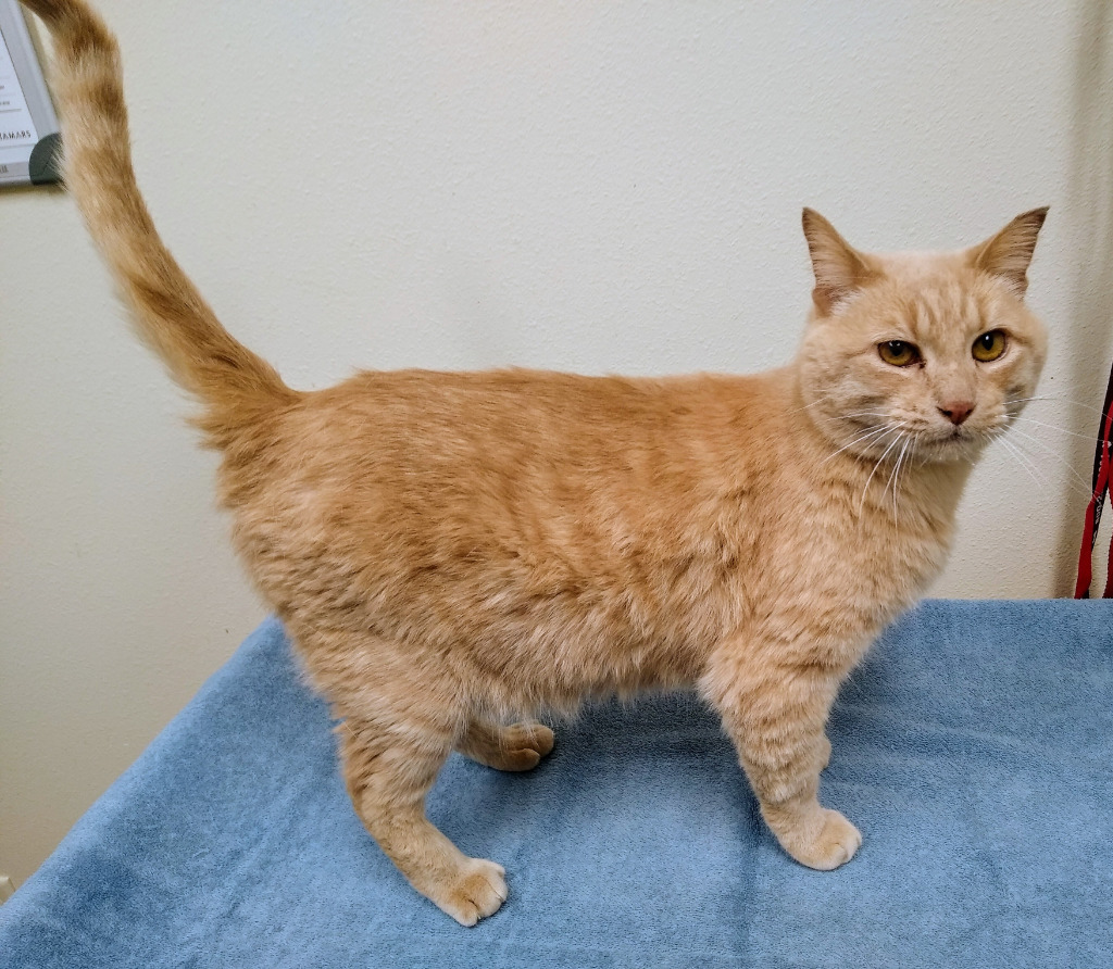 Angelo, an adoptable Domestic Short Hair in Ladysmith, WI, 54848 | Photo Image 2