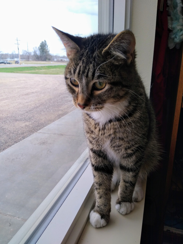 Reese, an adoptable Domestic Short Hair in Ladysmith, WI, 54848 | Photo Image 1