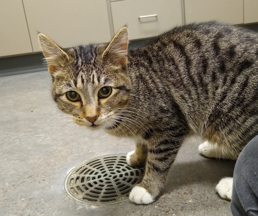 Reese, an adoptable Domestic Short Hair in Ladysmith, WI, 54848 | Photo Image 2