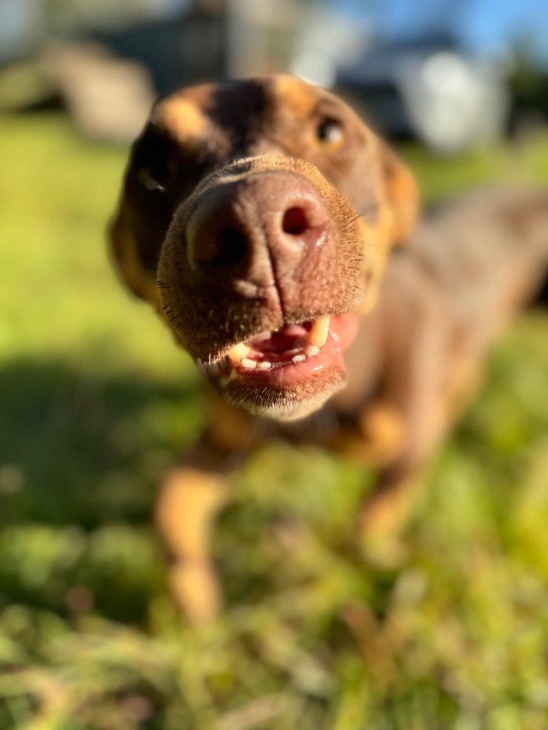 Cheech