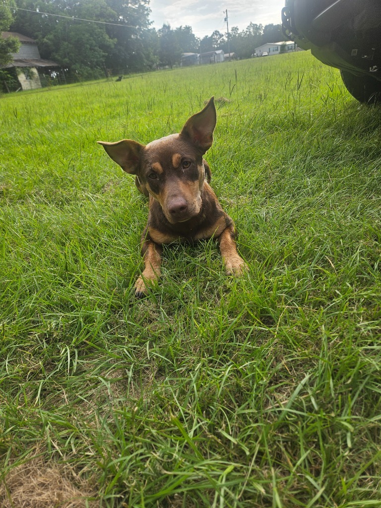 Cheech