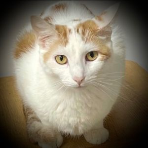 Sophie, Adult Female Domestic Short Hair