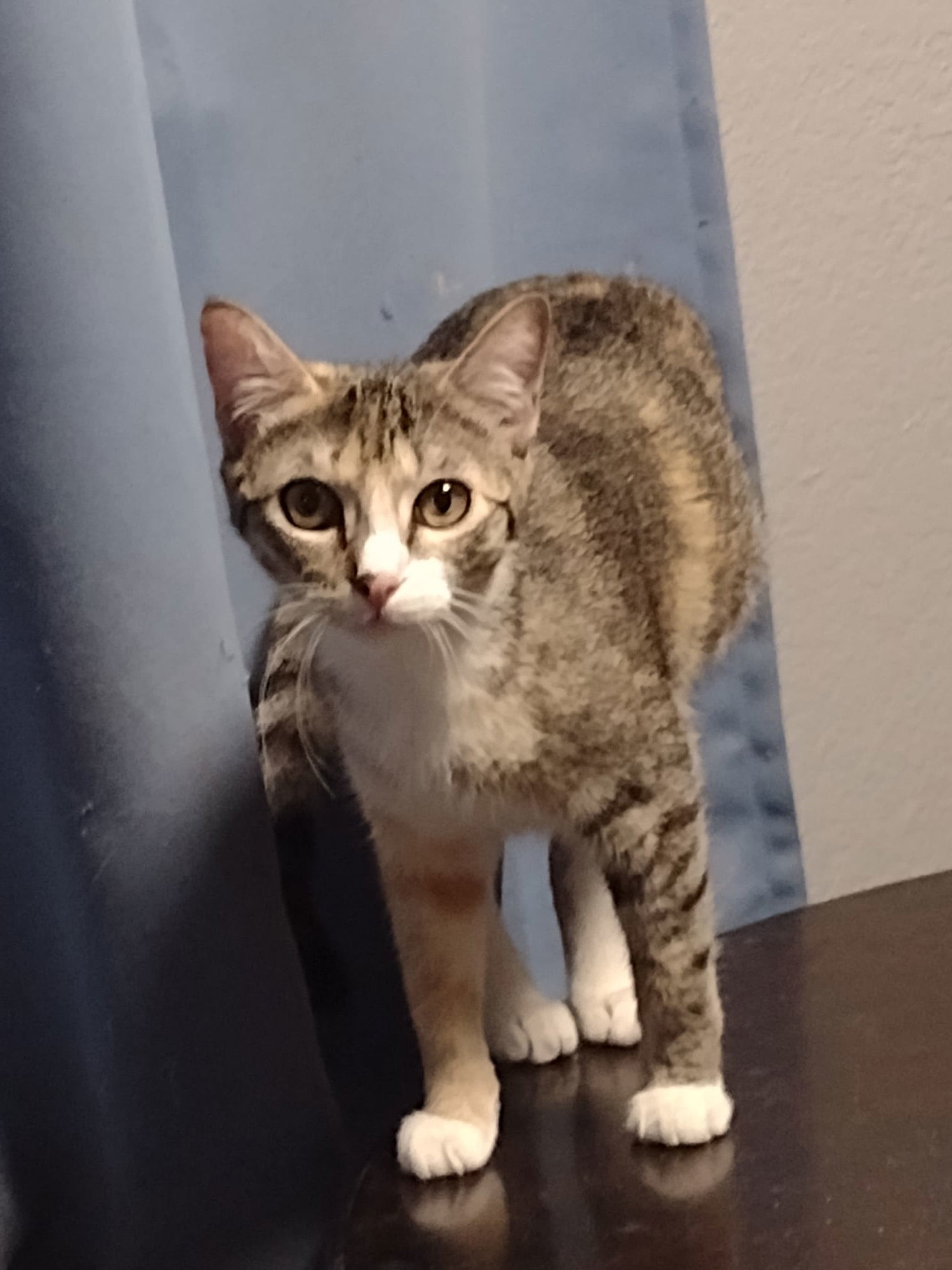 Cleo, an adoptable Domestic Short Hair in Glendale, AZ, 85301 | Photo Image 1