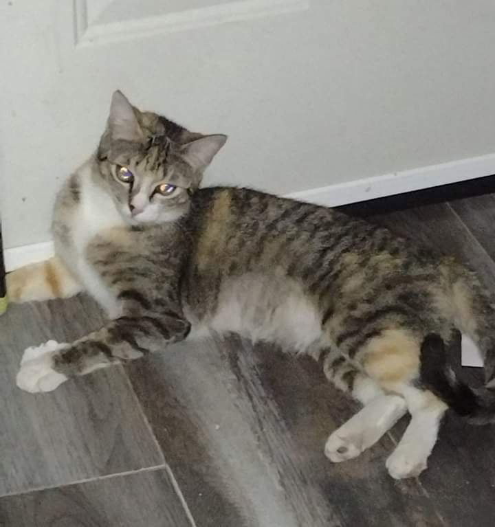Cleo, an adoptable Domestic Short Hair in Glendale, AZ, 85301 | Photo Image 2