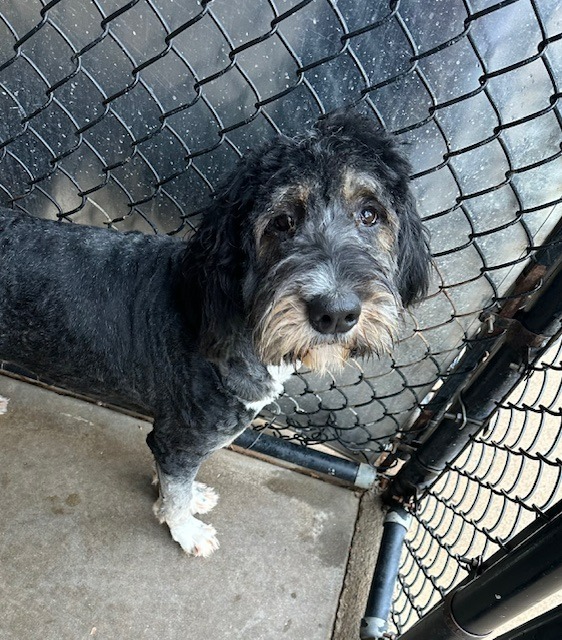 Thelma, an adoptable Bernese Mountain Dog, Affenpinscher in Madison, GA, 30650 | Photo Image 3