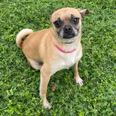 Cleo, an adoptable Pug in Laredo, TX, 78041 | Photo Image 1