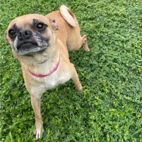 Cleo, an adoptable Pug in Laredo, TX, 78041 | Photo Image 2