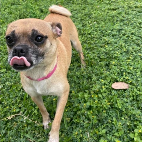 Cleo, an adoptable Pug in Laredo, TX, 78041 | Photo Image 3