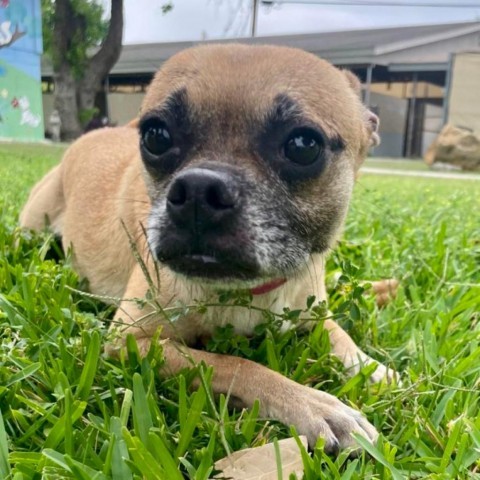 Cleo, an adoptable Pug in Laredo, TX, 78041 | Photo Image 4