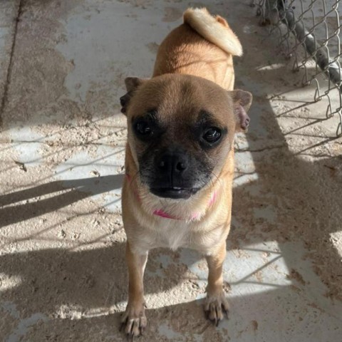 Cleo, an adoptable Pug in Laredo, TX, 78041 | Photo Image 5