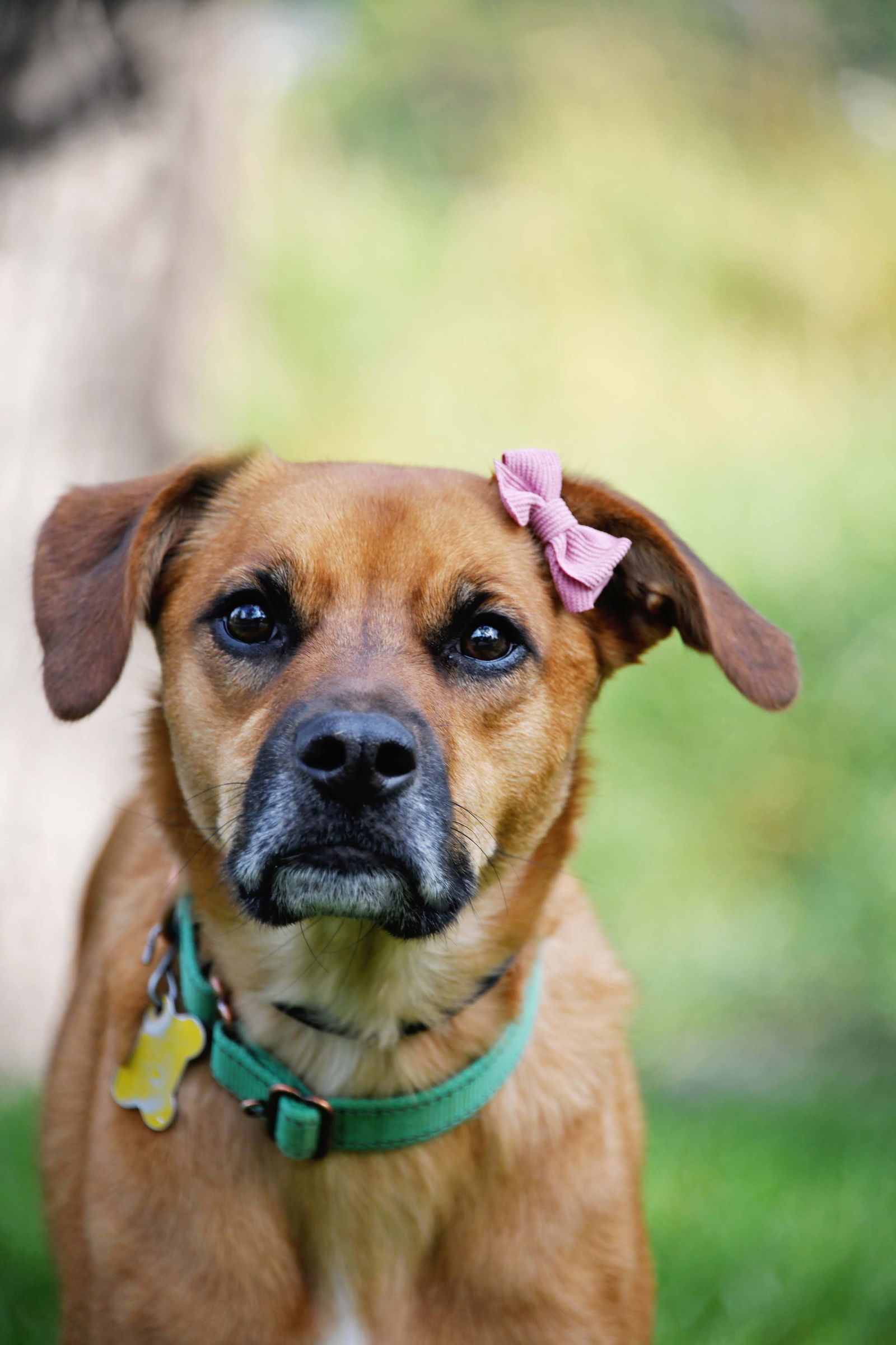 Rae, an adoptable Labrador Retriever in Salt Lake City, UT, 84171 | Photo Image 1