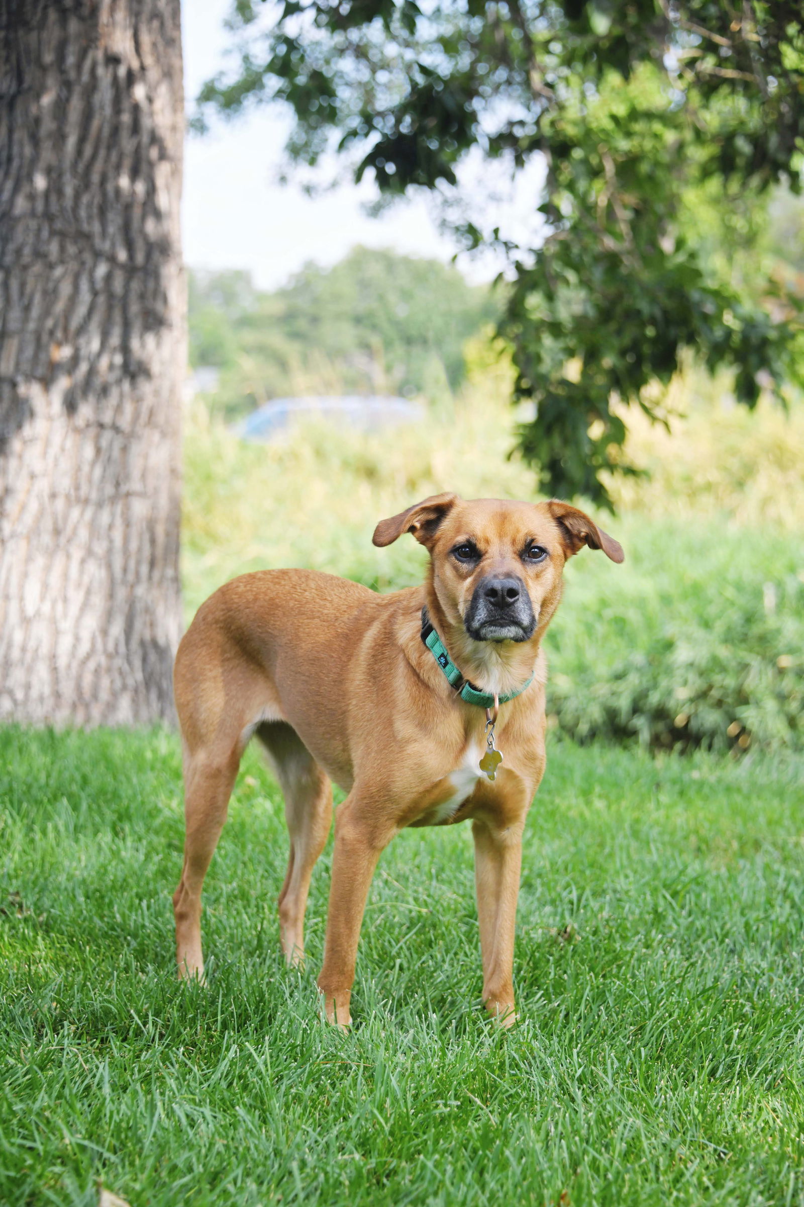 Rae, an adoptable Labrador Retriever in Salt Lake City, UT, 84171 | Photo Image 2