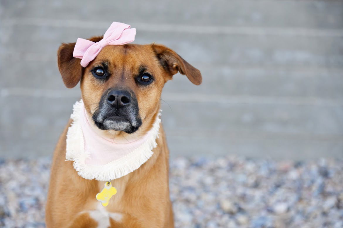 Rae, an adoptable Labrador Retriever in Salt Lake City, UT, 84171 | Photo Image 3